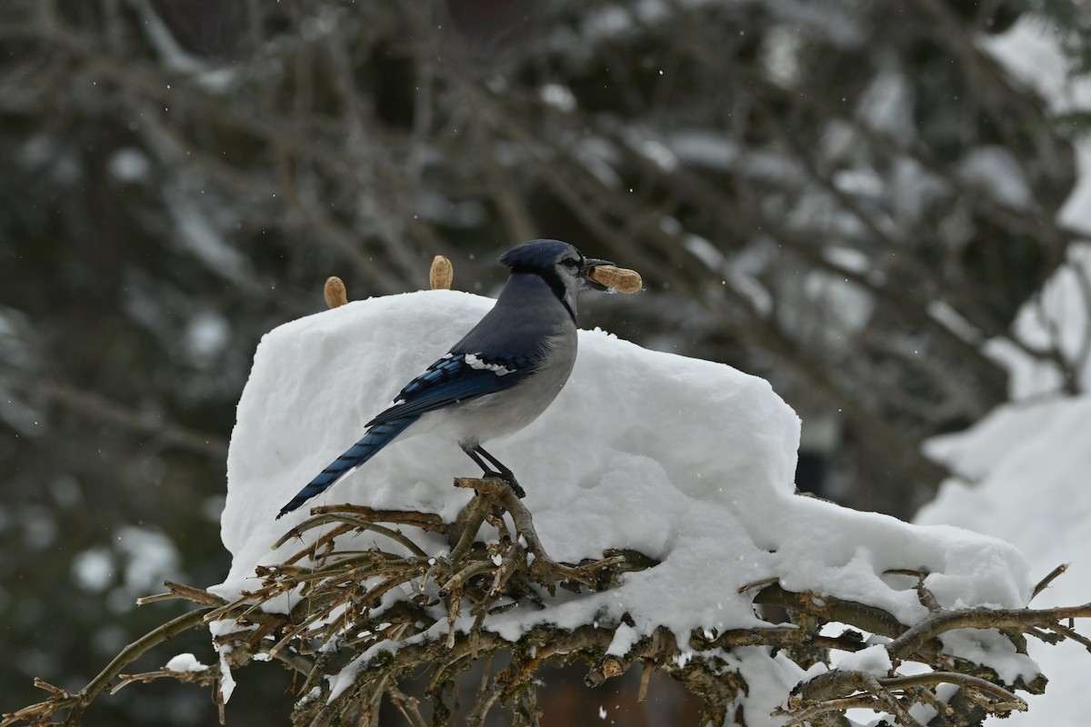 Blue Jay - ML649474723