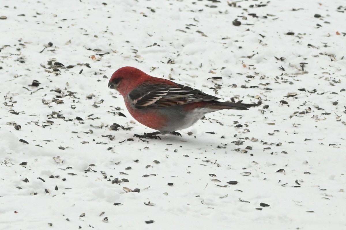 Pine Grosbeak - Sylvie Rioux