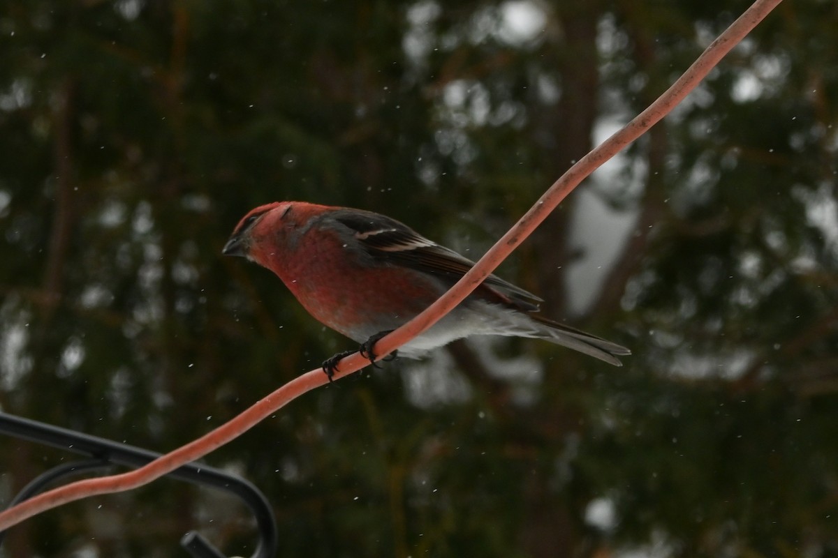 Pine Grosbeak - ML649474747
