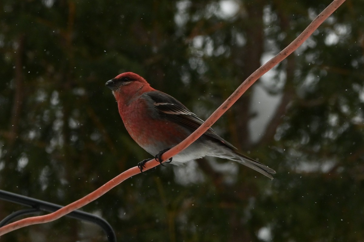 Pine Grosbeak - ML649474748