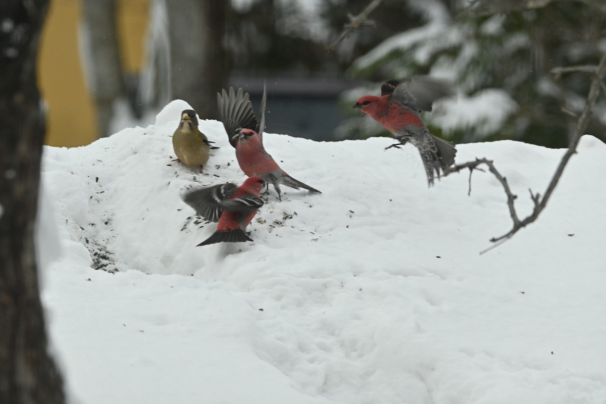 Pine Grosbeak - ML649474752