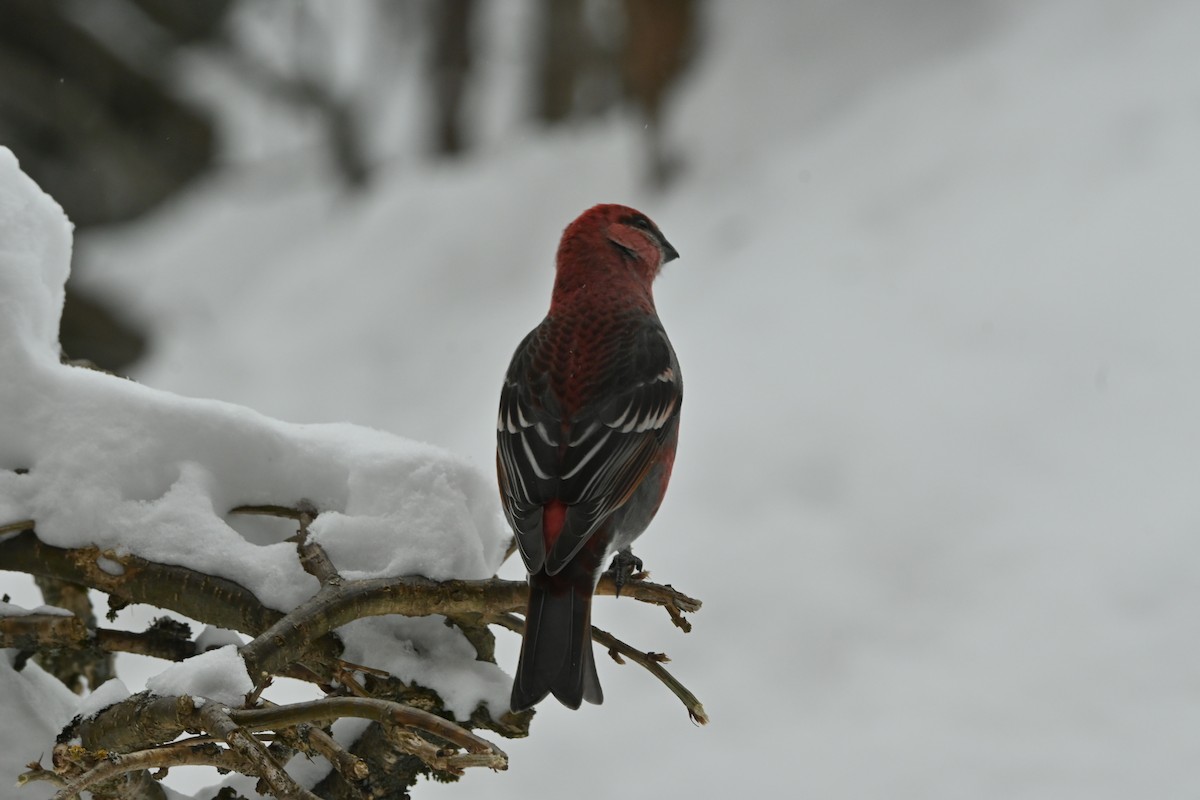 Pine Grosbeak - ML649474753
