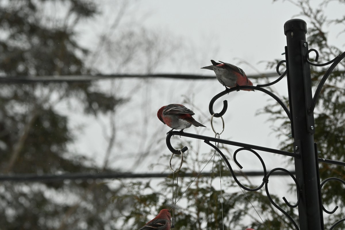 Pine Grosbeak - ML649474755