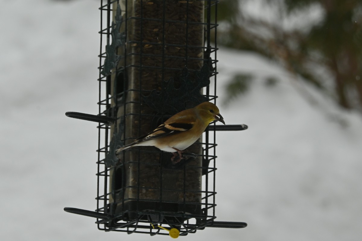 American Goldfinch - ML649474867