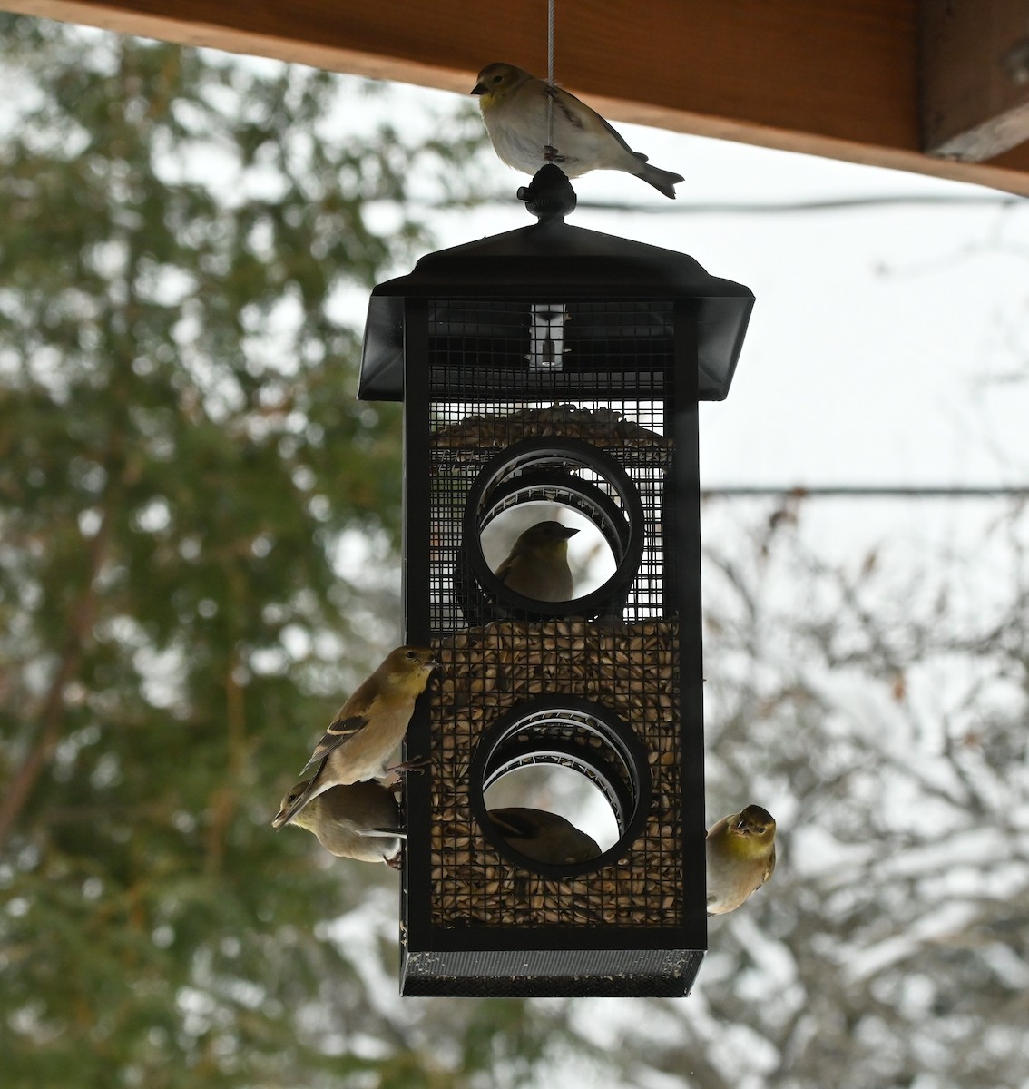 American Goldfinch - Sylvie Rioux