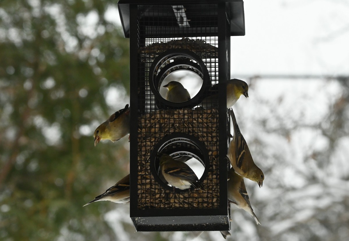 American Goldfinch - ML649474871