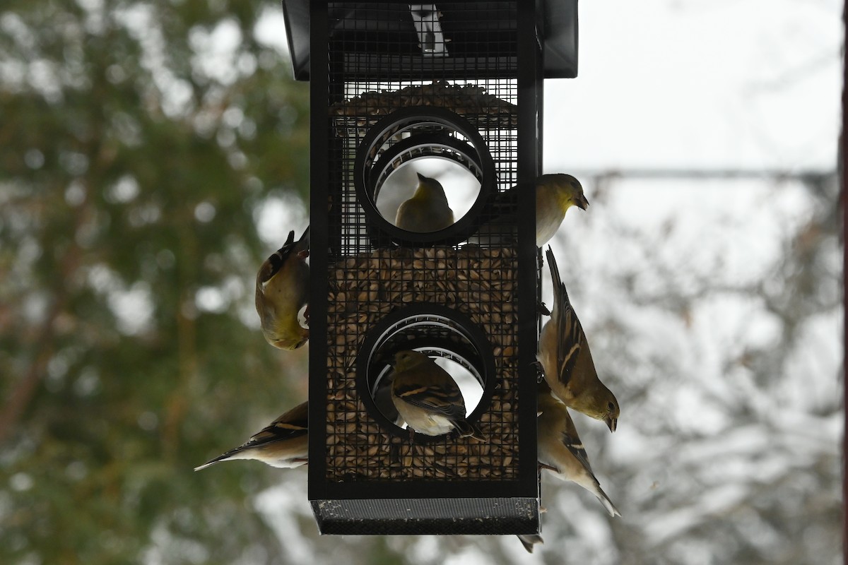 American Goldfinch - ML649474878