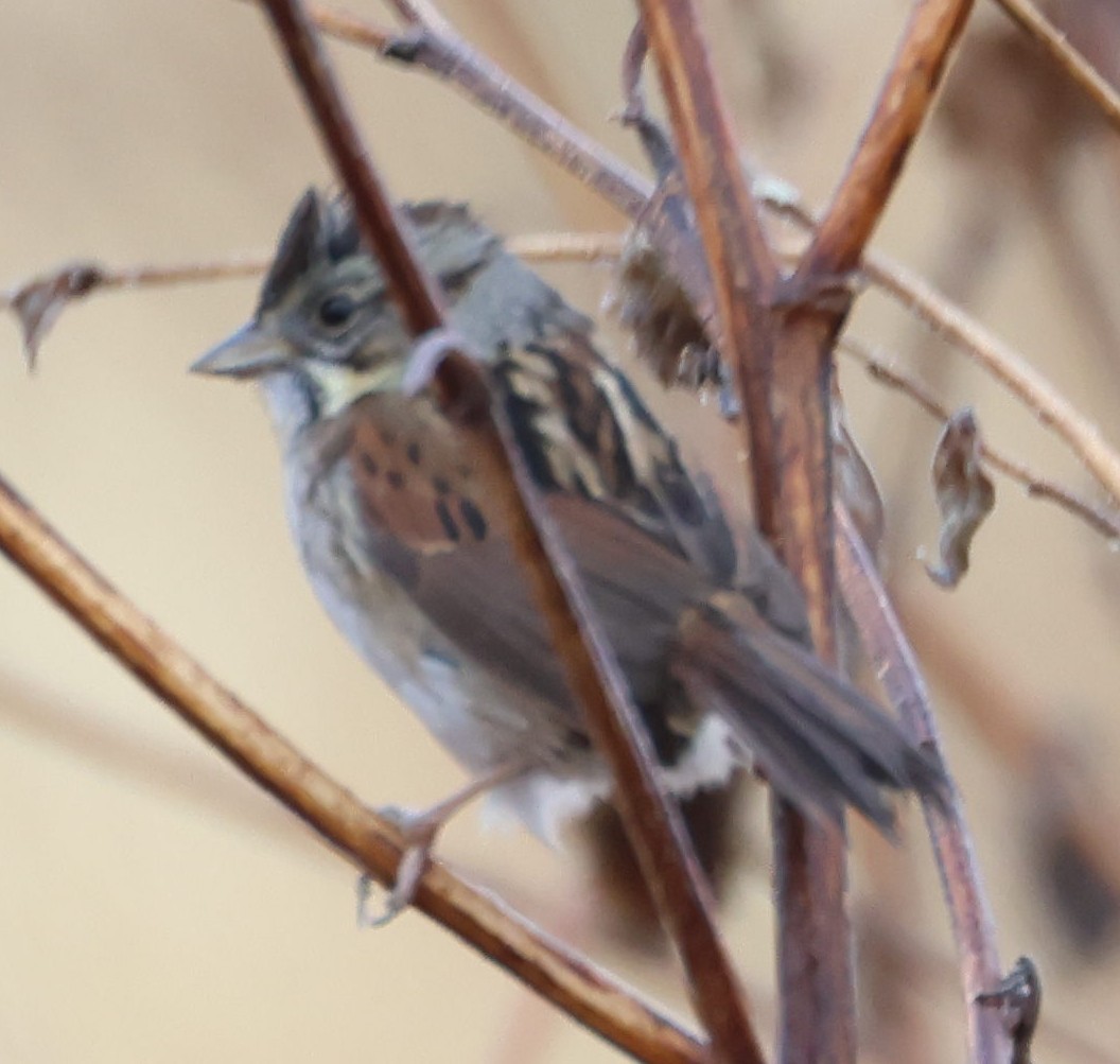 Swamp Sparrow - ML649474898