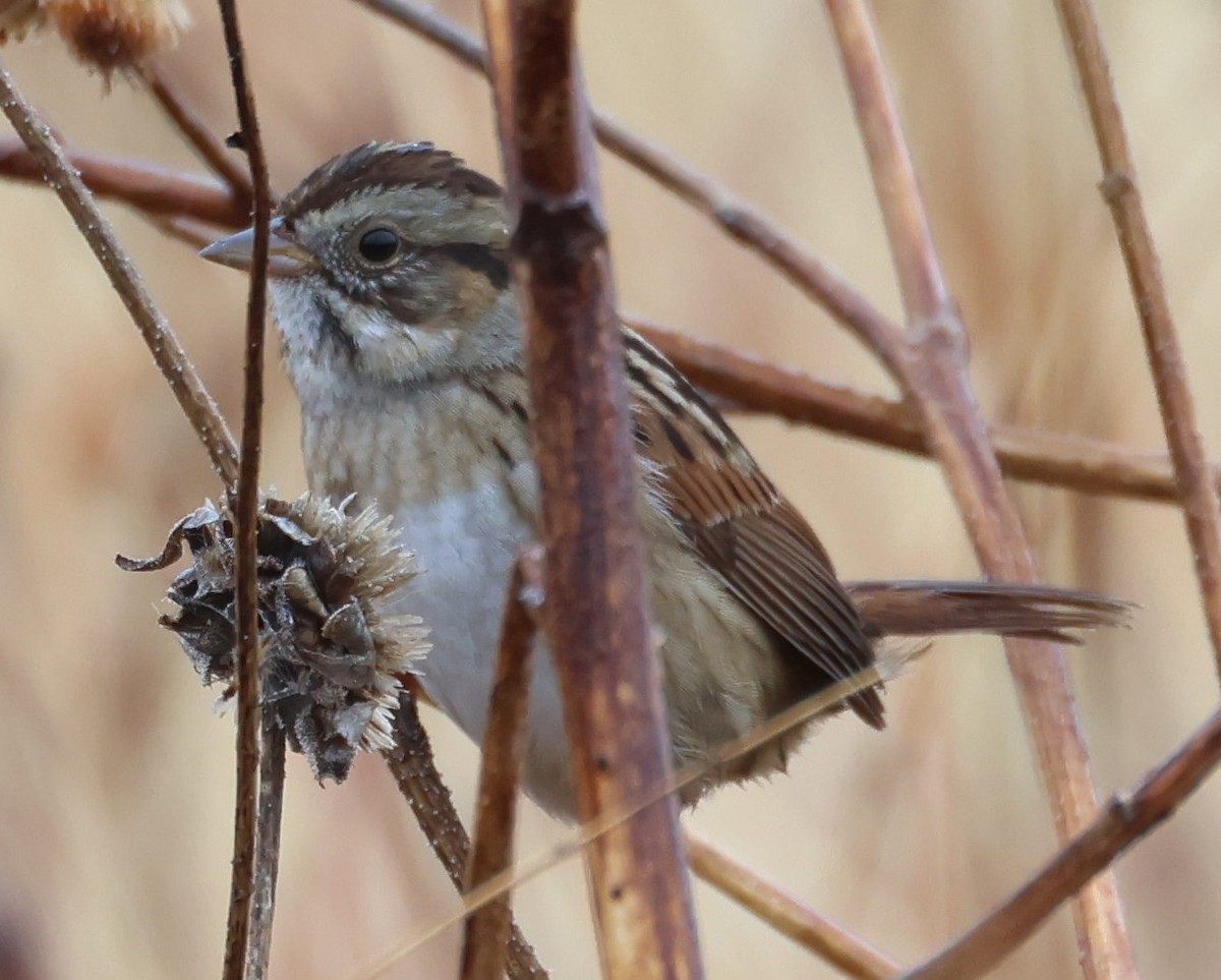 Swamp Sparrow - ML649474899