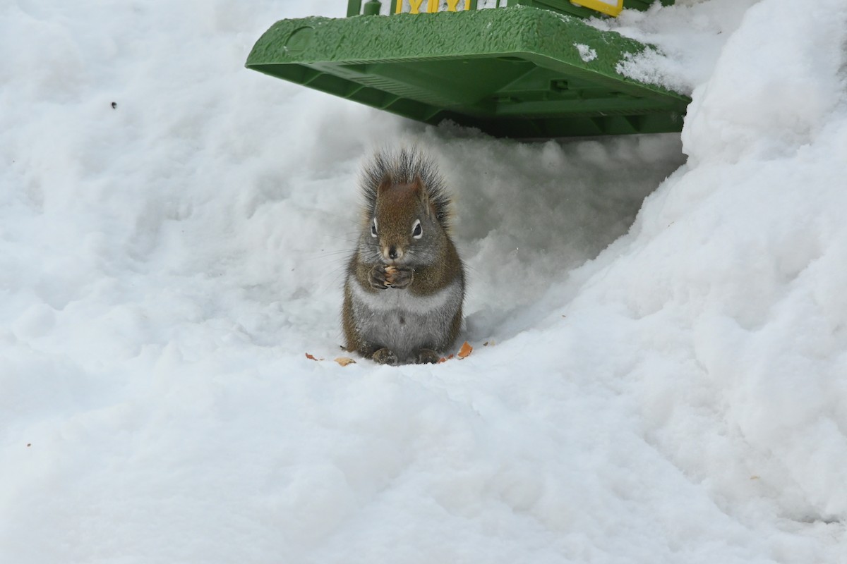 American Red Squirrel - ML649475020
