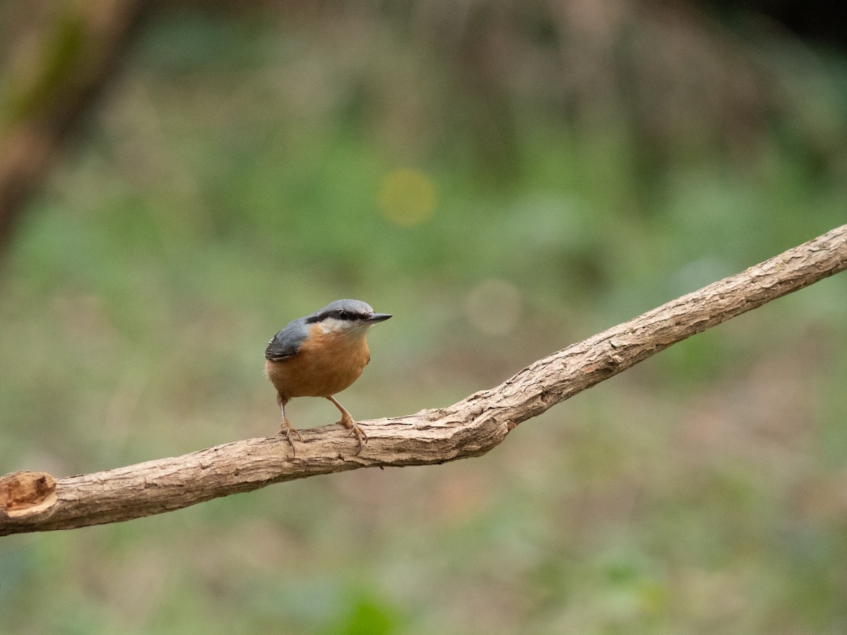 Повзик звичайний - ML649475133
