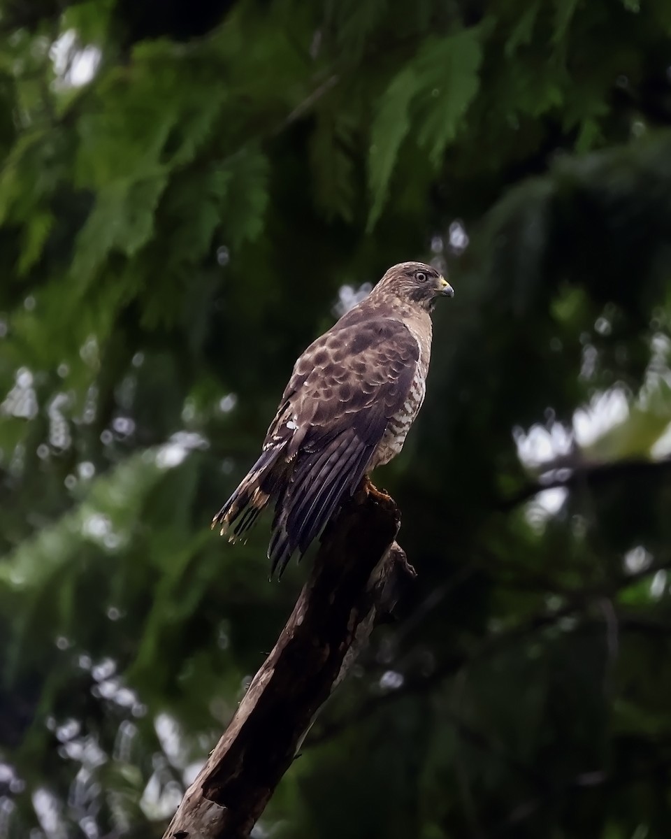 Broad-winged Hawk - Denis González Díaz