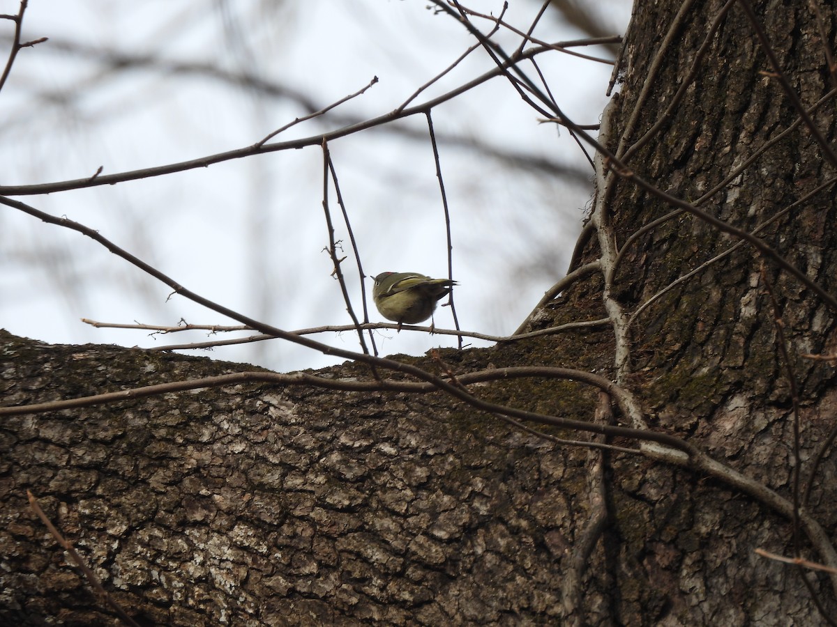 Ruby-crowned Kinglet - ML649475760