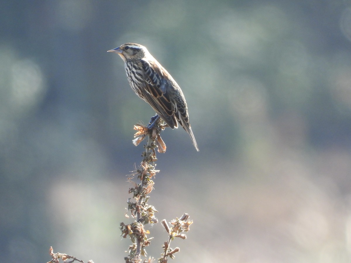 Red-winged Blackbird - ML649476592