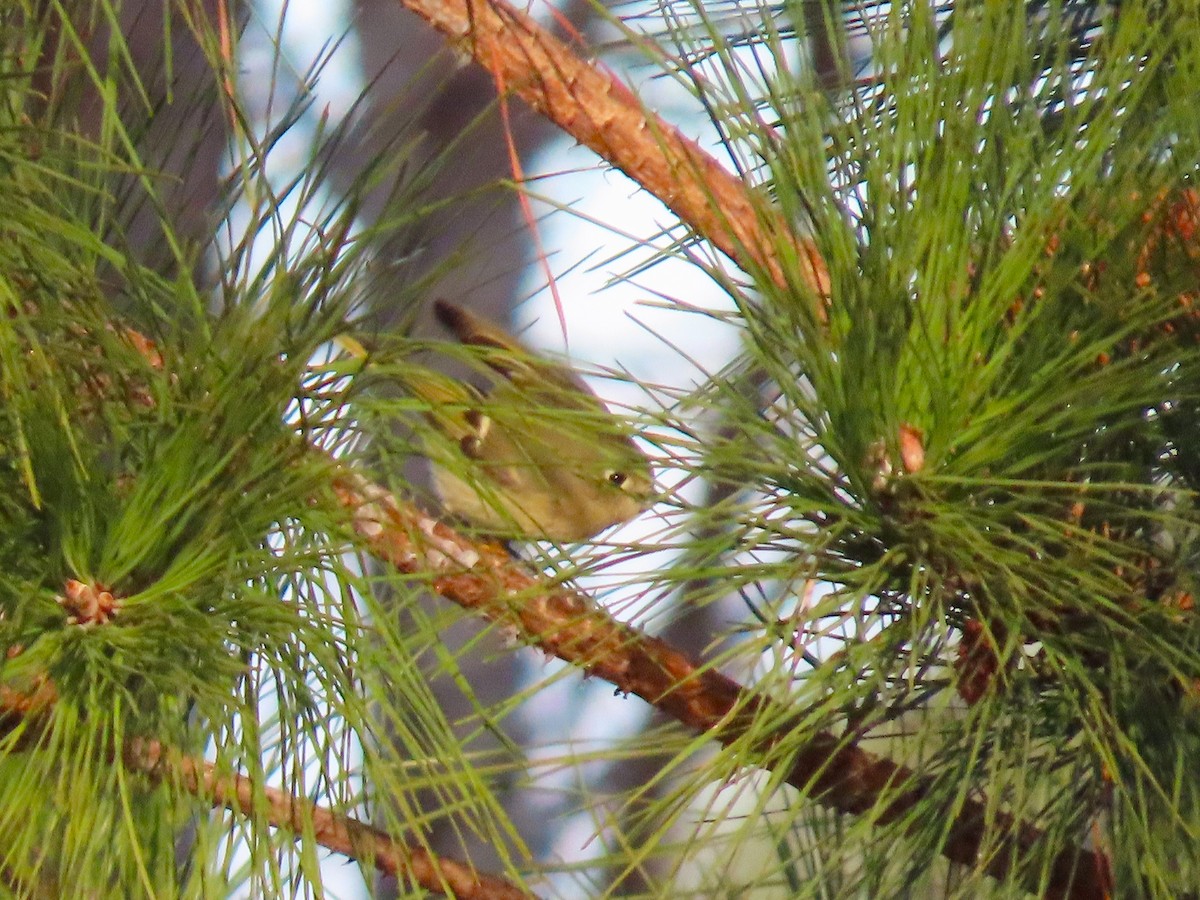 Ruby-crowned Kinglet - ML649476831