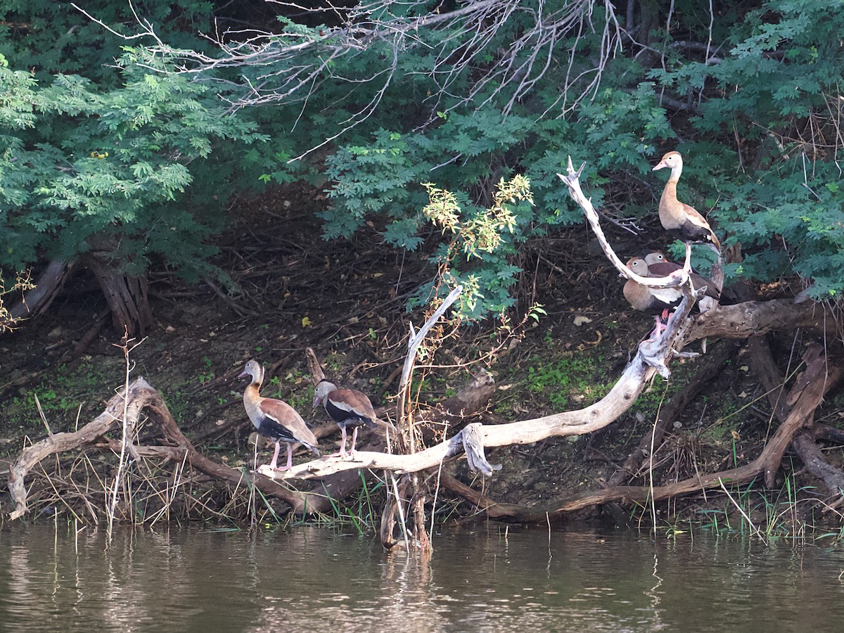Black-bellied Whistling-Duck - ML649477451