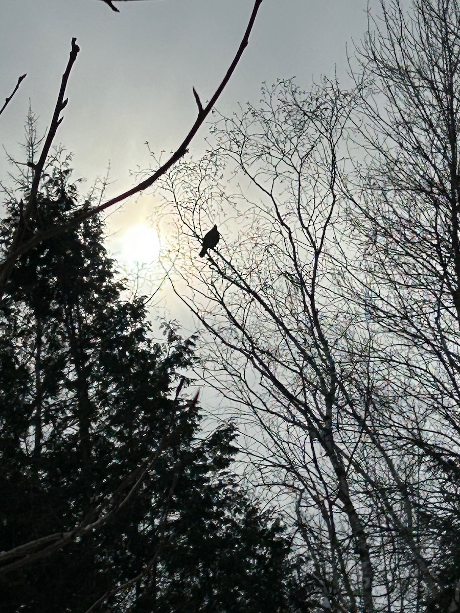 Ruffed Grouse - ML649477527