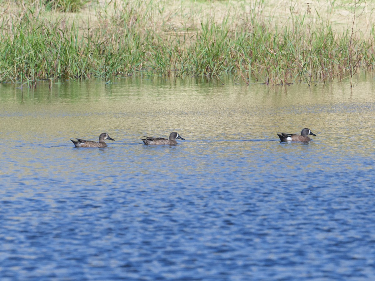 Blue-winged Teal - ML649477550
