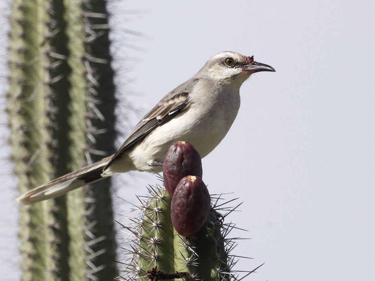 Tropical Mockingbird - ML649477600