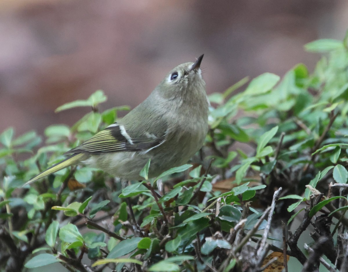 Ruby-crowned Kinglet - ML649477602