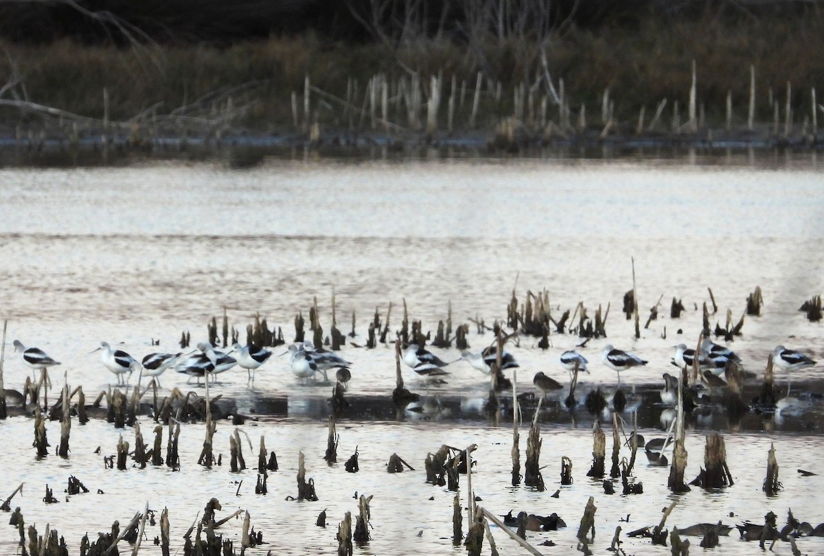 eBird Checklist - 23 Jan 2026 - Cockroach Bay Preserve and Surrounding ...