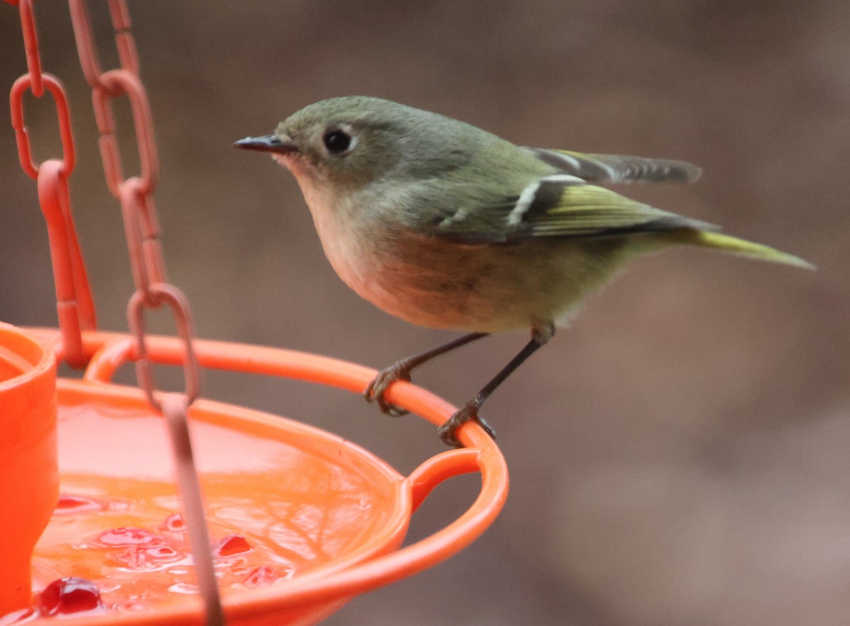 Ruby-crowned Kinglet - ML649477686