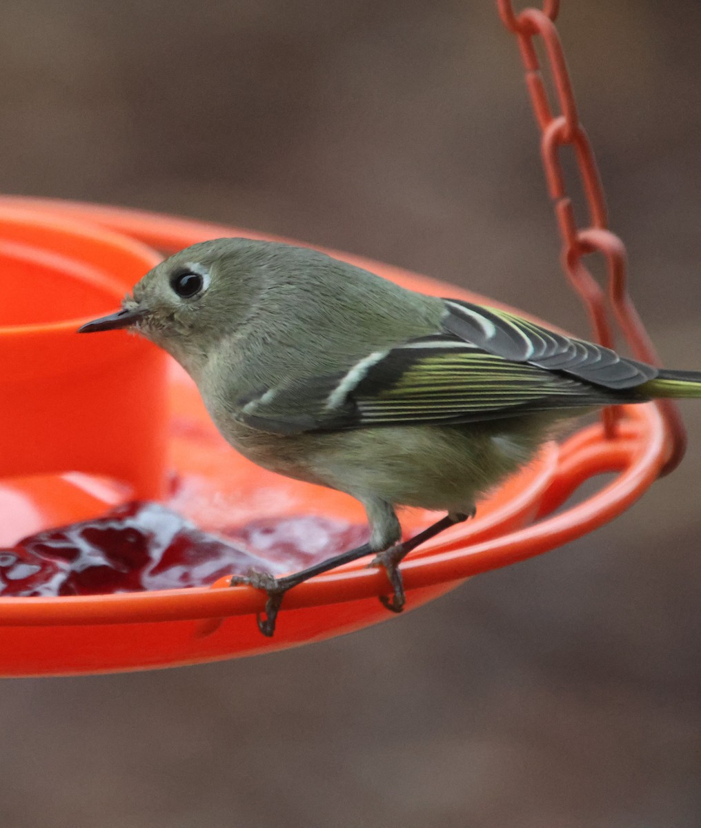 Ruby-crowned Kinglet - ML649477721