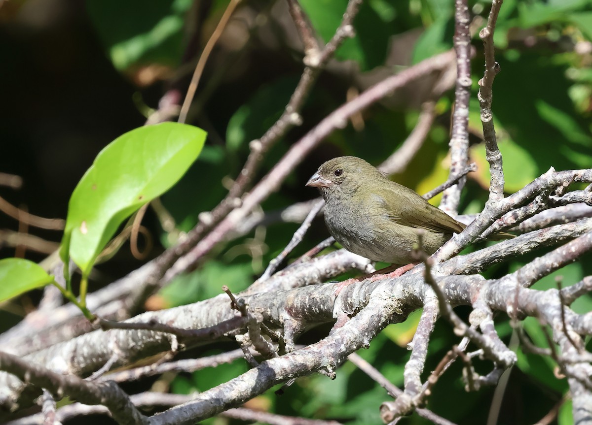 Black-faced Grassquit - ML649477765