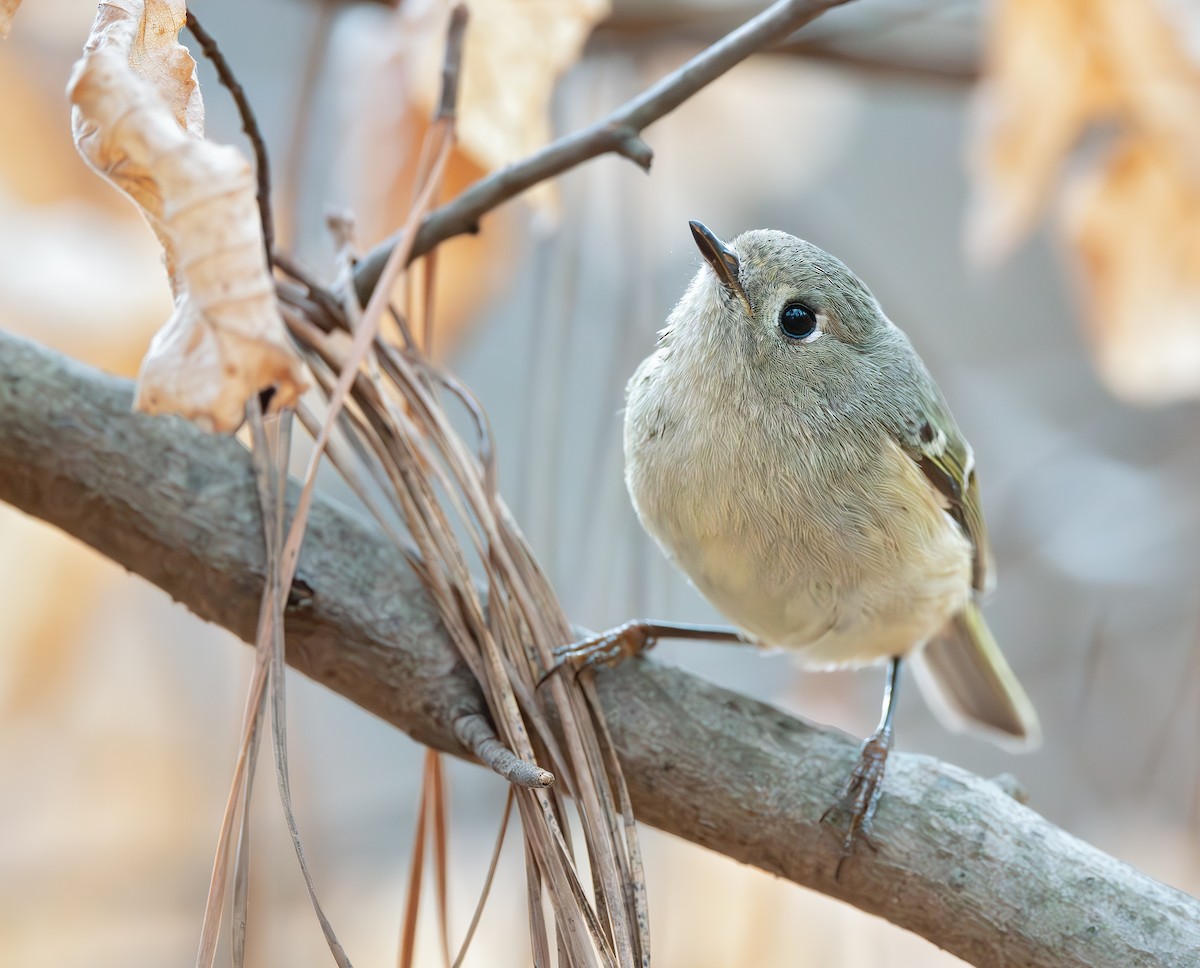 Roitelet à couronne rubis - ML649478067