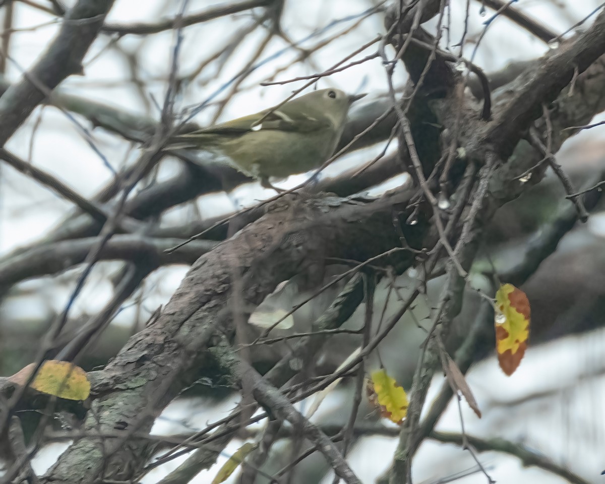 Ruby-crowned Kinglet - ML649478098