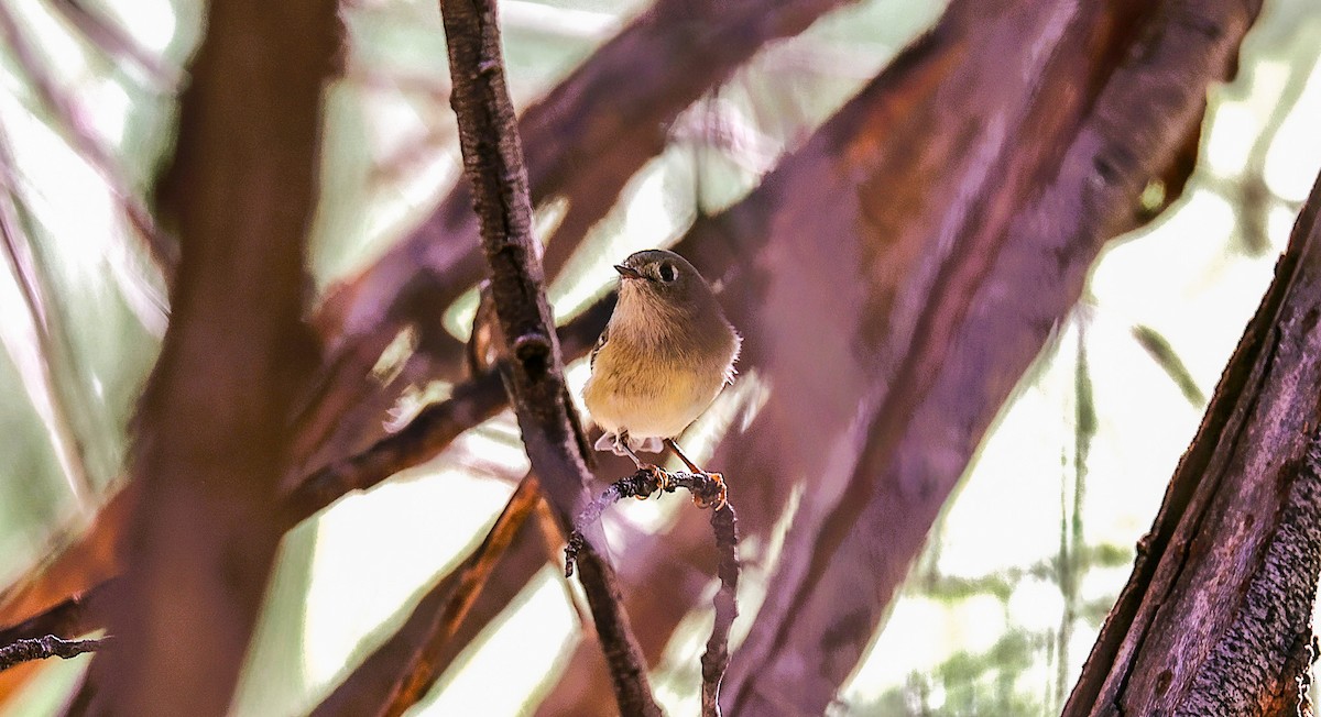Ruby-crowned Kinglet - ML649478521