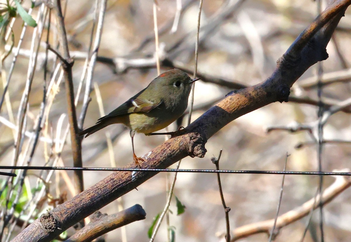 Ruby-crowned Kinglet - ML649478549