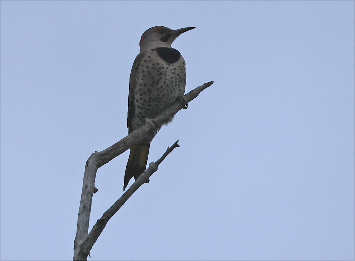 Northern Flicker (Yellow-shafted) - ML649478575