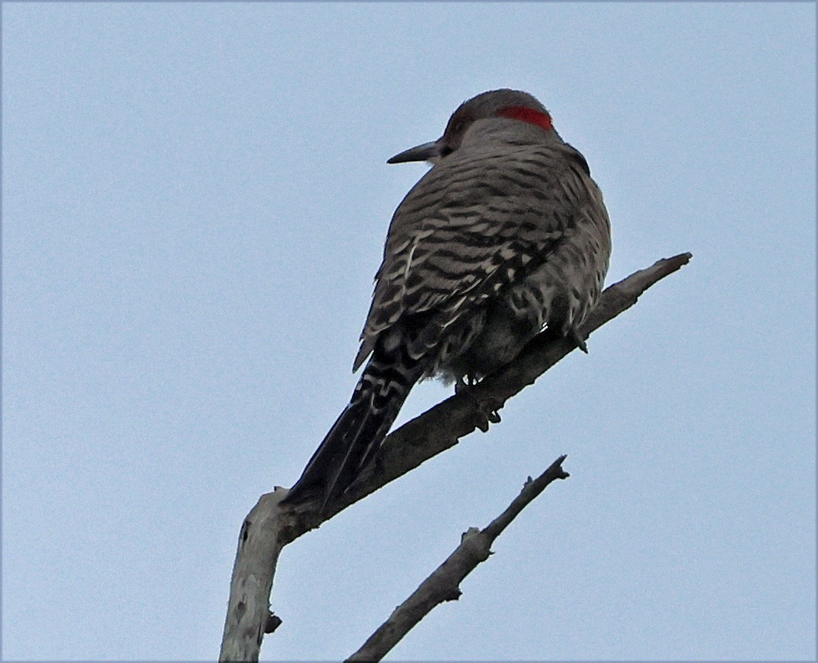 Northern Flicker (Yellow-shafted) - ML649478581