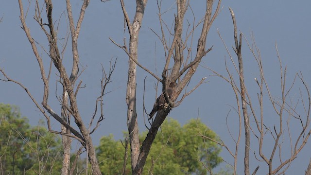 Wespenbussard - ML649478625