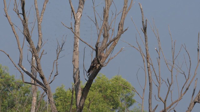 Wespenbussard - ML649478626