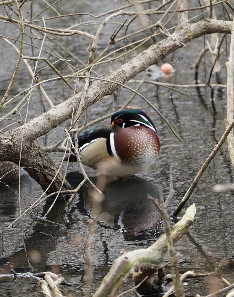 Pato Joyuyo - ML649478725