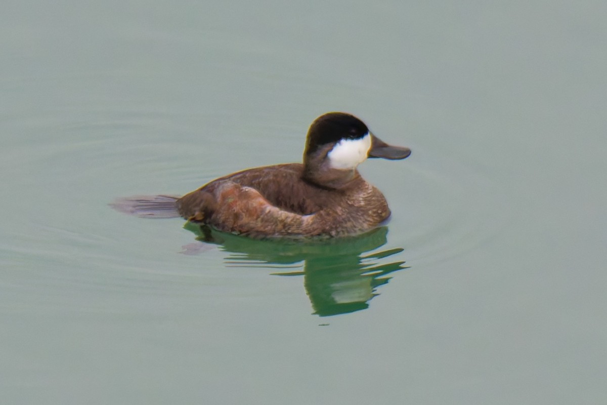 kachnice kaštanová - ML649478737