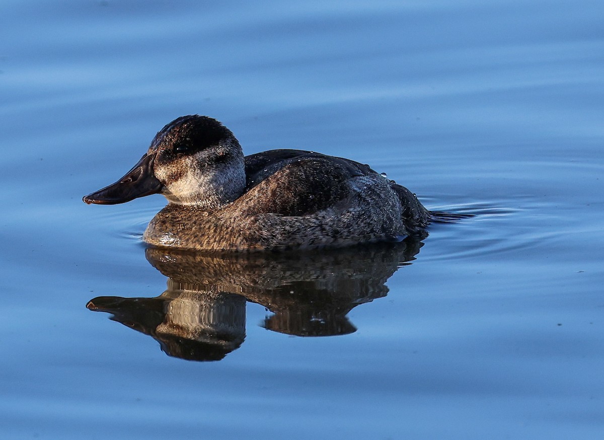 kachnice kaštanová - ML649478928