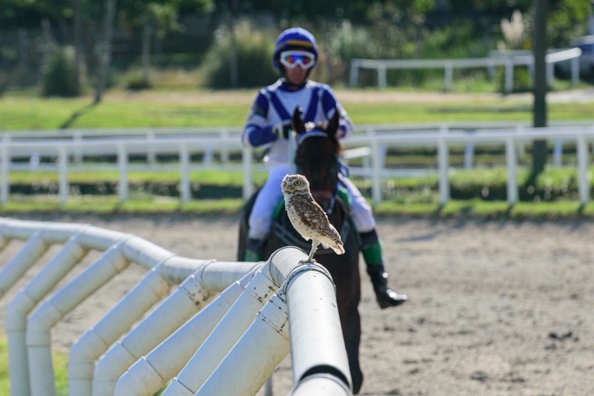 Burrowing Owl - ML649479092