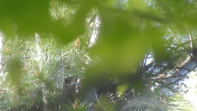 Рыбная ворона - ML649479241