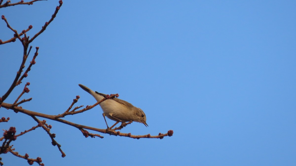 Пеночка-теньковка - ML649479254