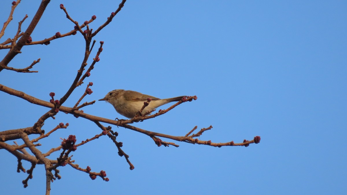 Пеночка-теньковка - ML649479257