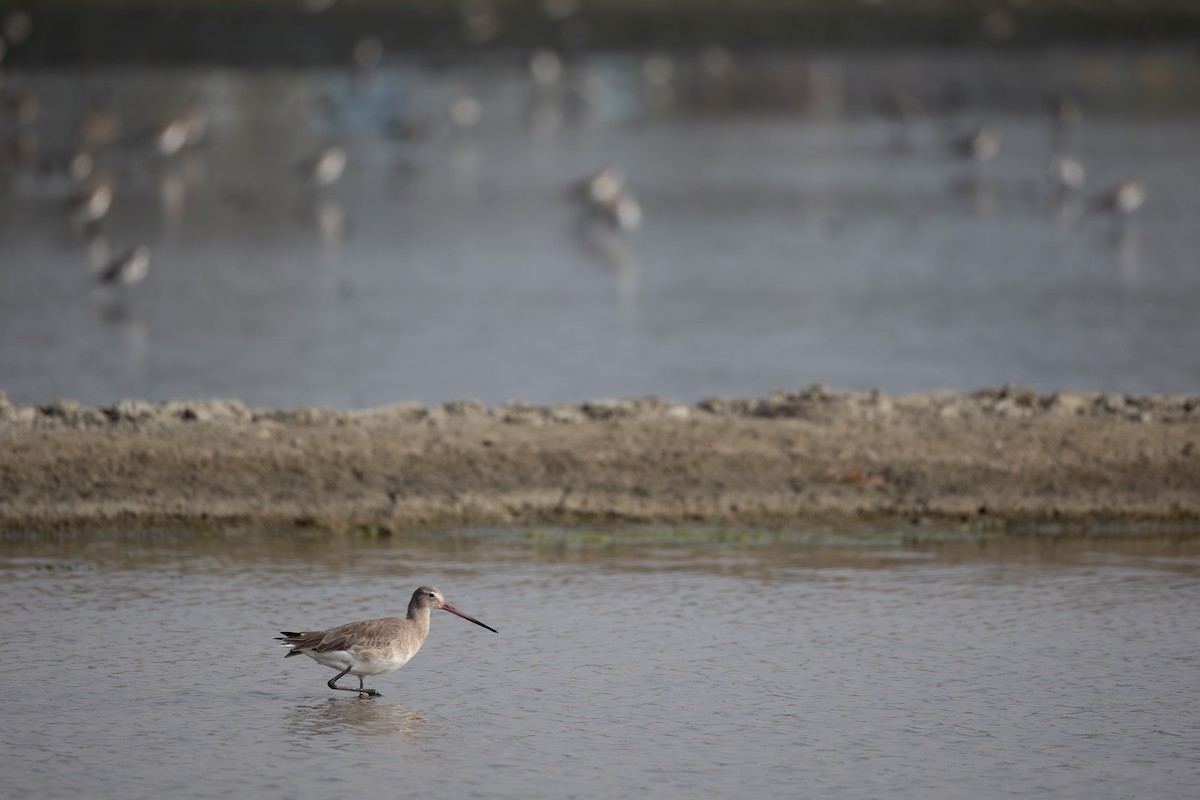 Большой веретенник - ML649479258