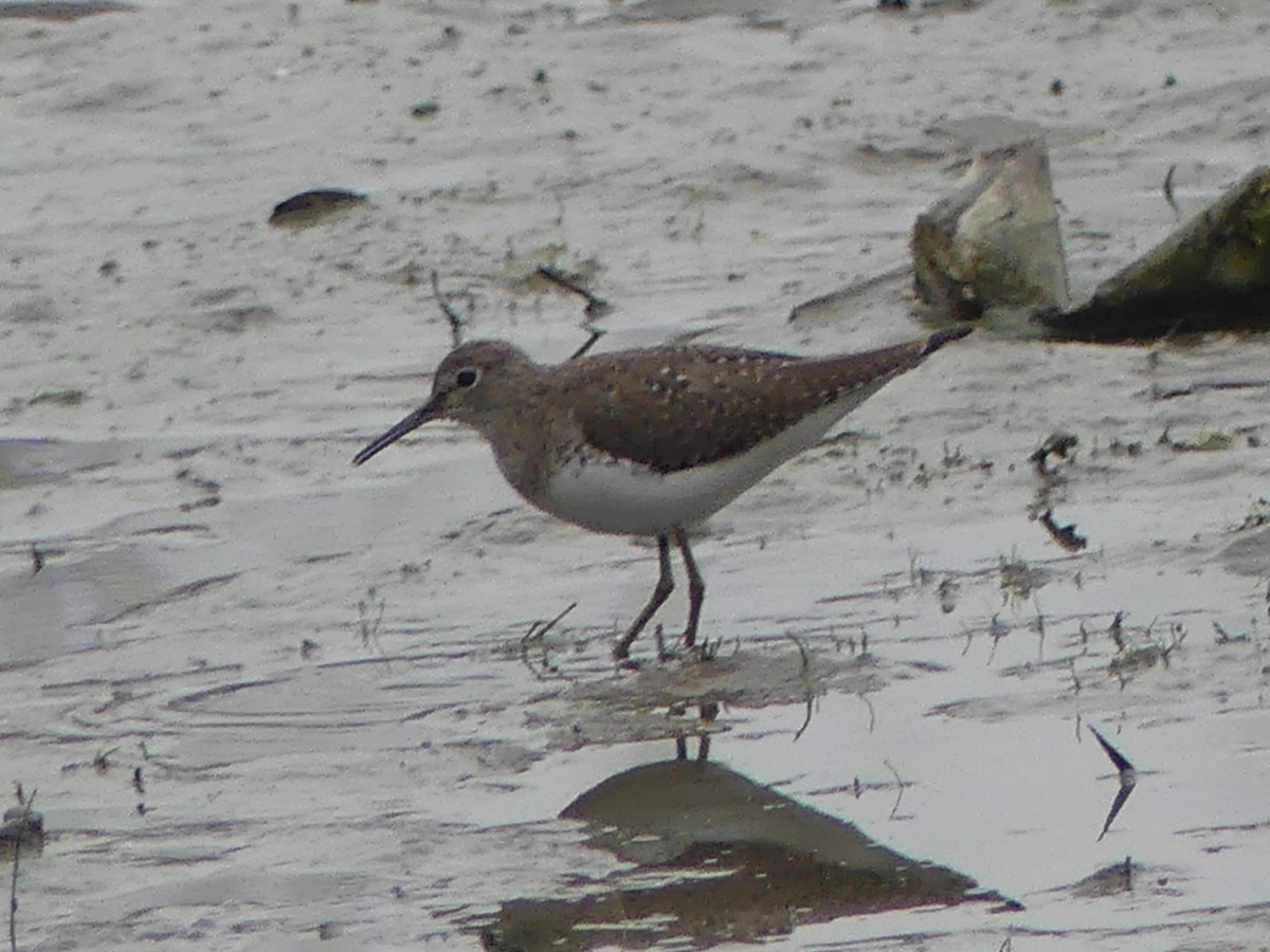 Улит-отшельник - ML649479259