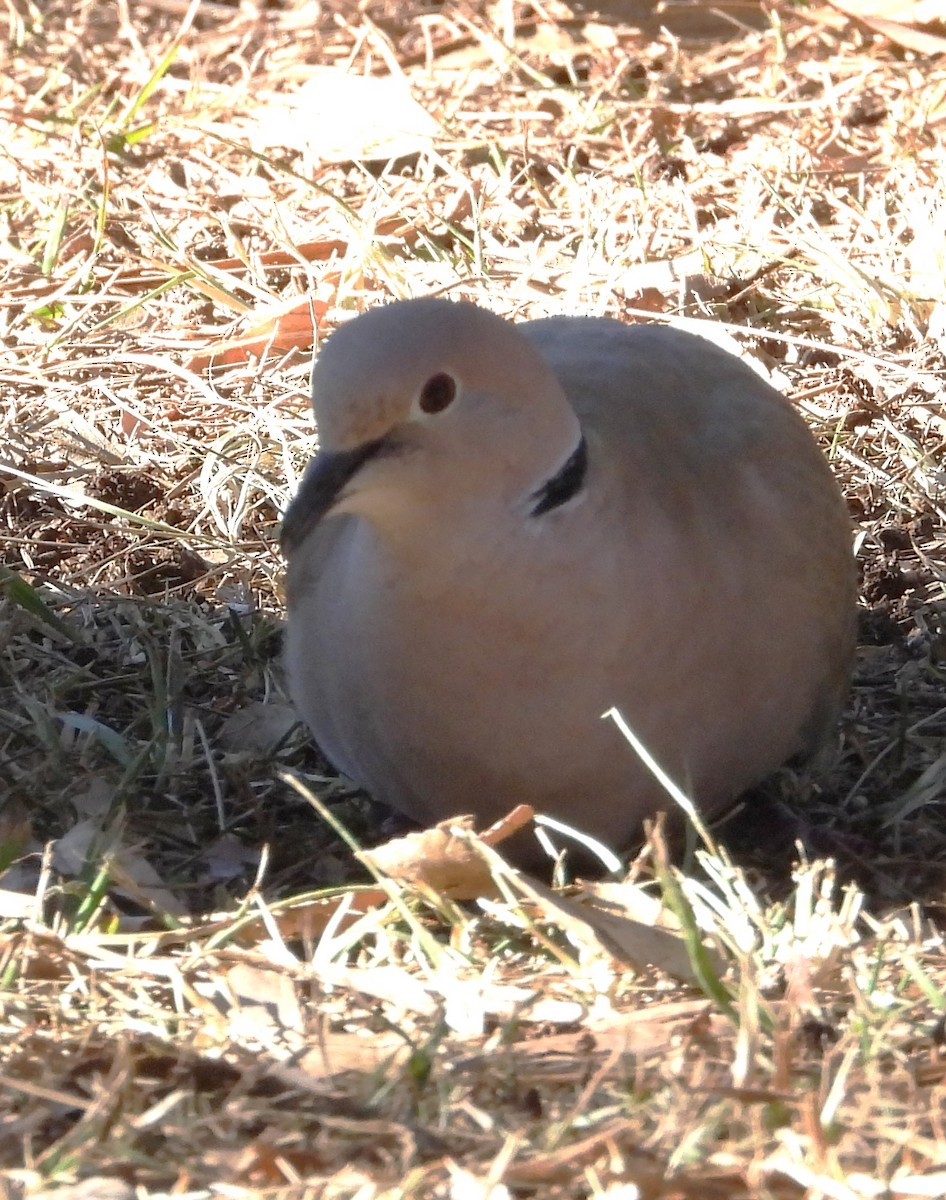 Кольчатая горлица - ML649479260