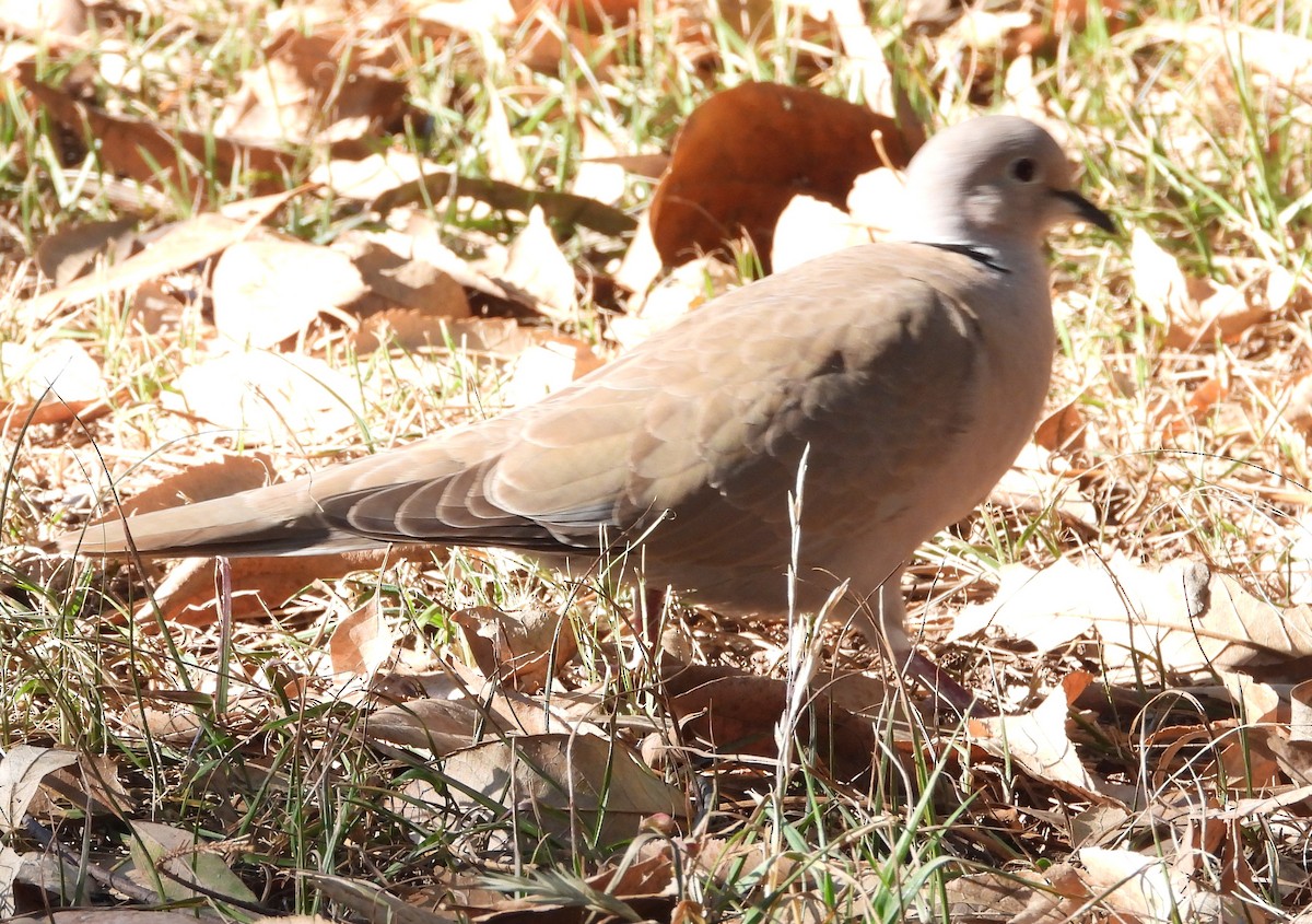 Кольчатая горлица - ML649479262