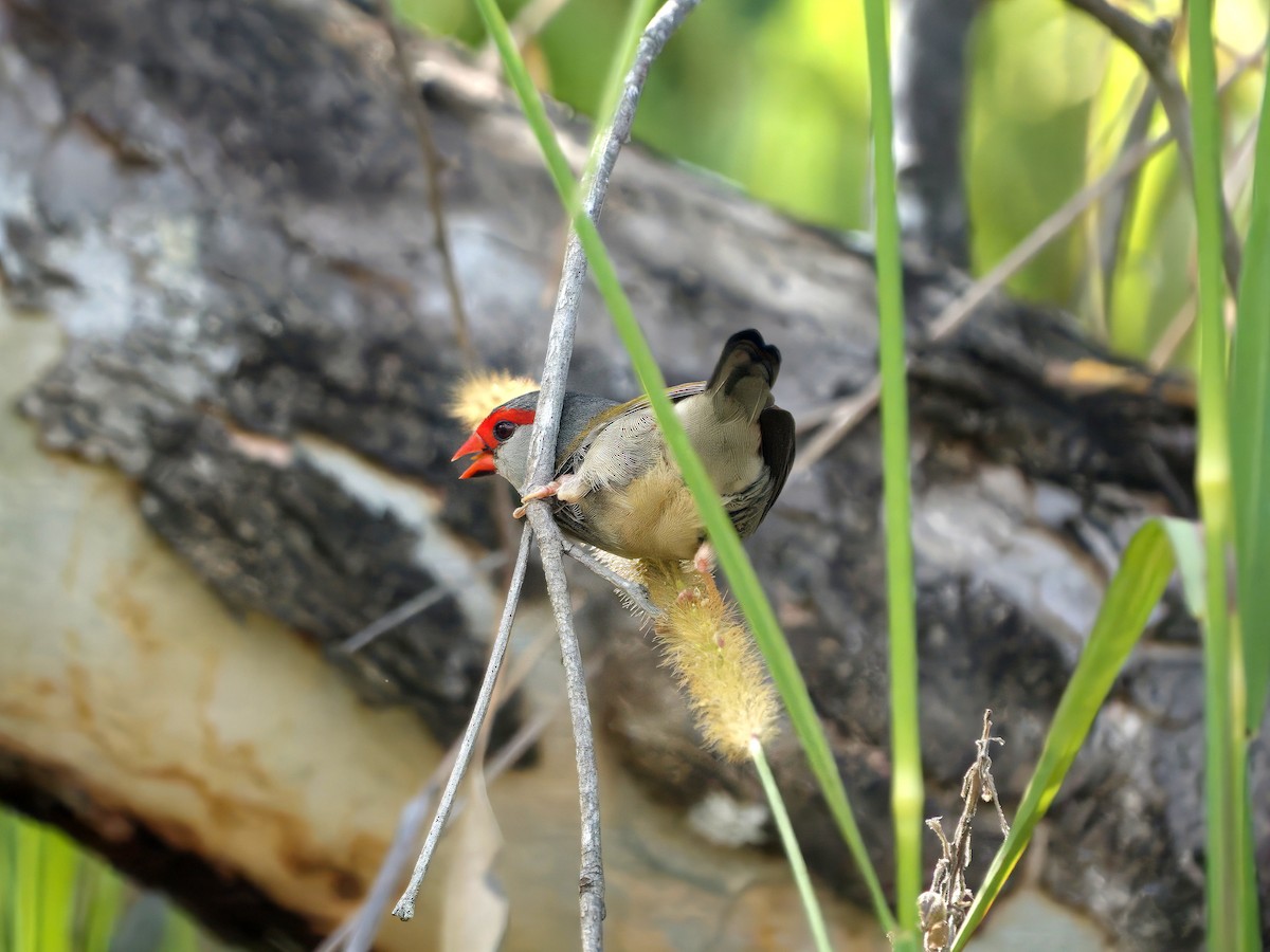 Краснобровая амадина - ML649479263