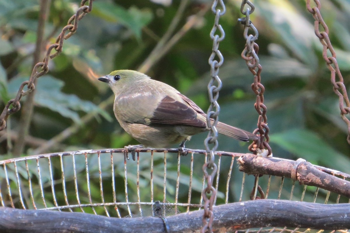 Пальмовая танагра - ML649479265