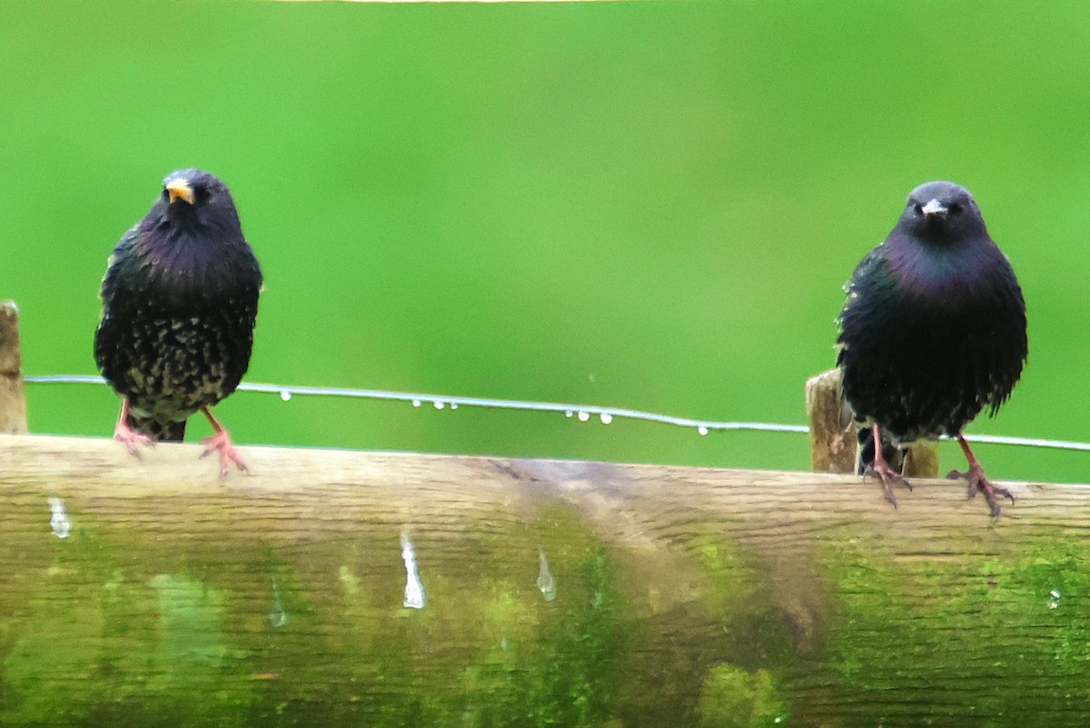 Обыкновенный скворец - ML649479266